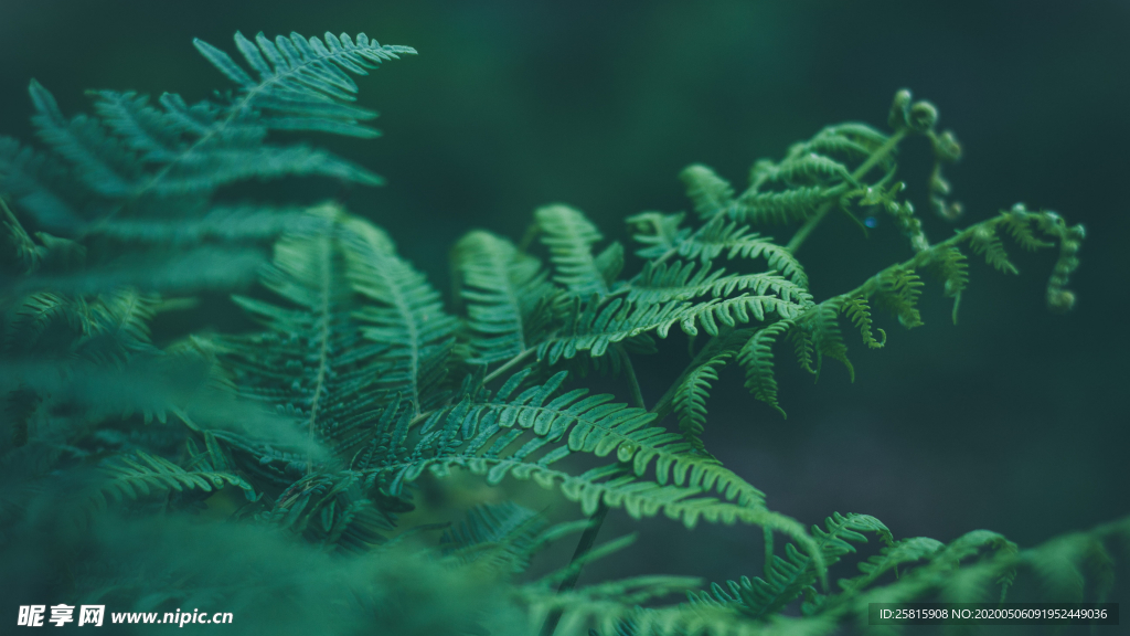 绿色蕨类植物图片
