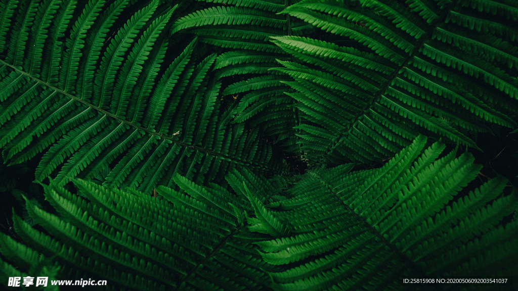 绿色蕨类植物图片