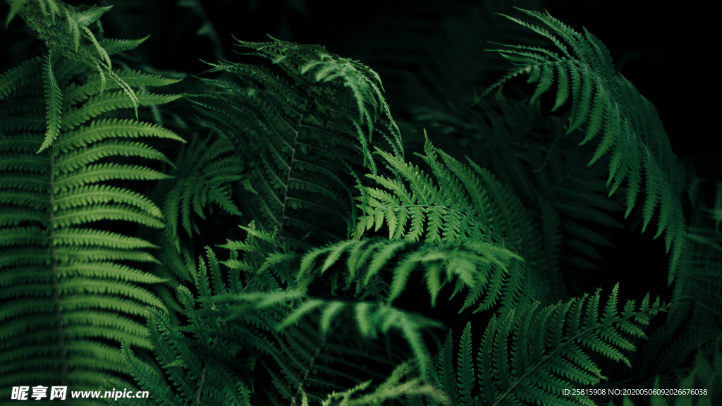 绿色蕨类植物图片