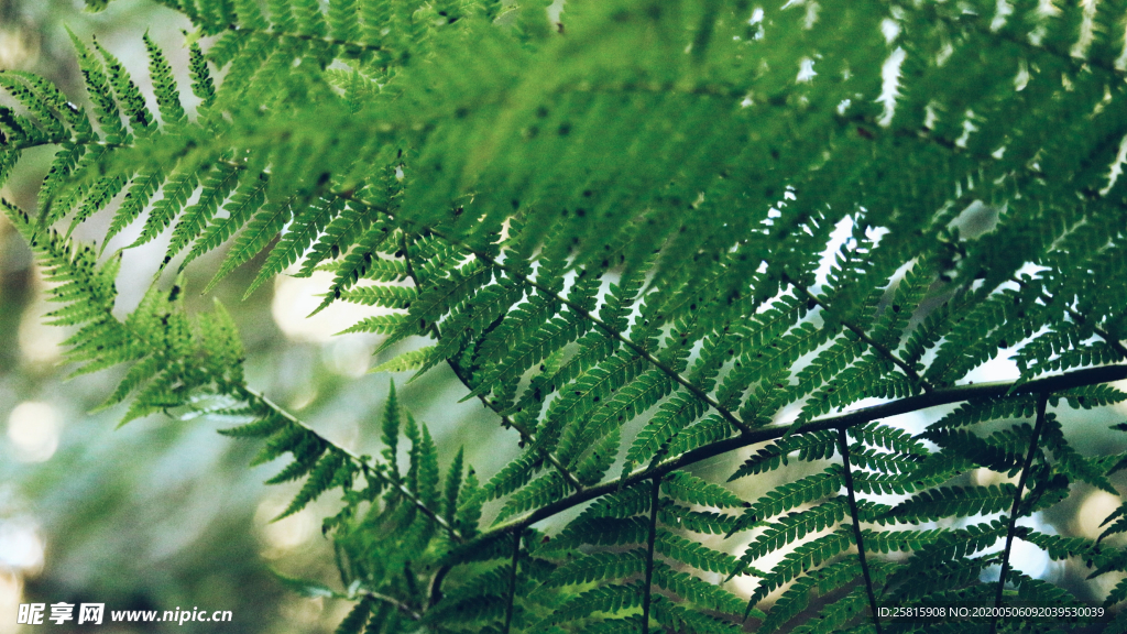 绿色蕨类植物图片