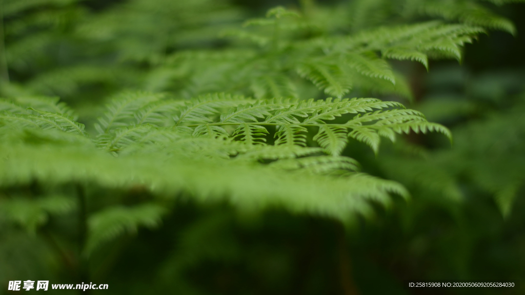 绿色蕨类植物图片
