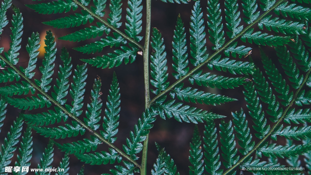 绿色蕨类植物图片