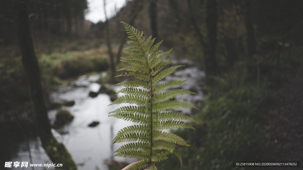 绿色蕨类植物图片