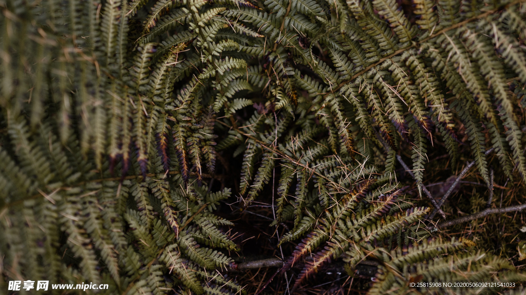 绿色蕨类植物图片