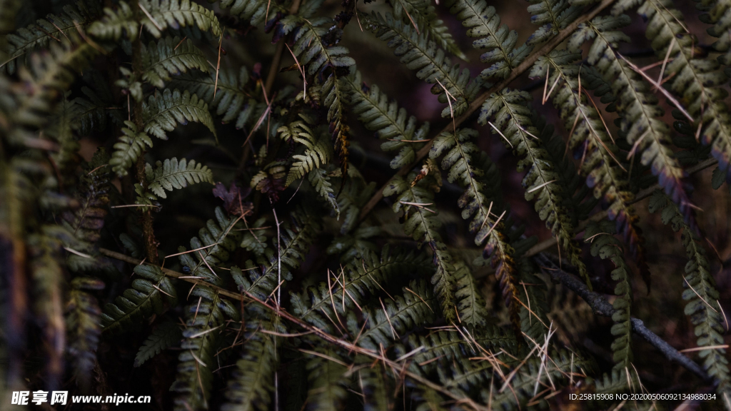 绿色蕨类植物图片