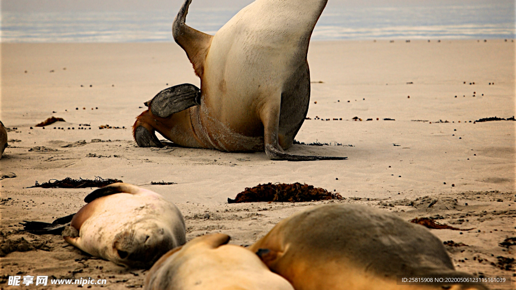 呆萌可爱的海狮图片