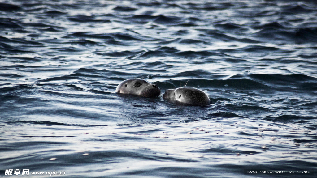 呆萌可爱的海狮图片