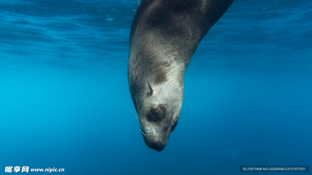 呆萌可爱的海狮图片