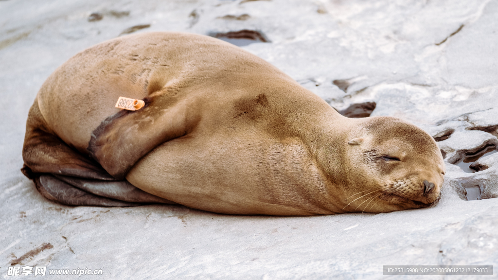 呆萌可爱的海狮图片