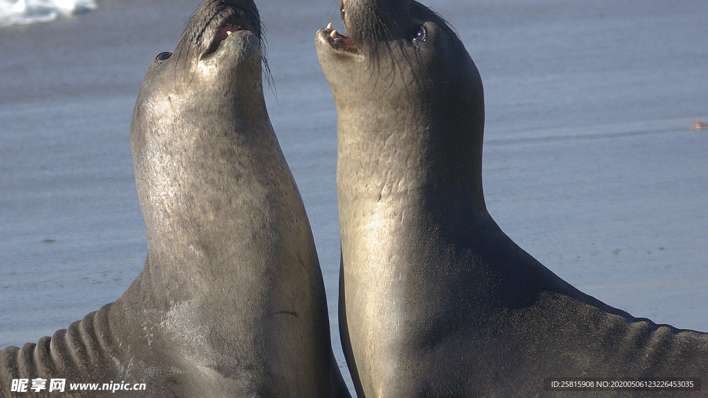 呆萌可爱的海狮图片