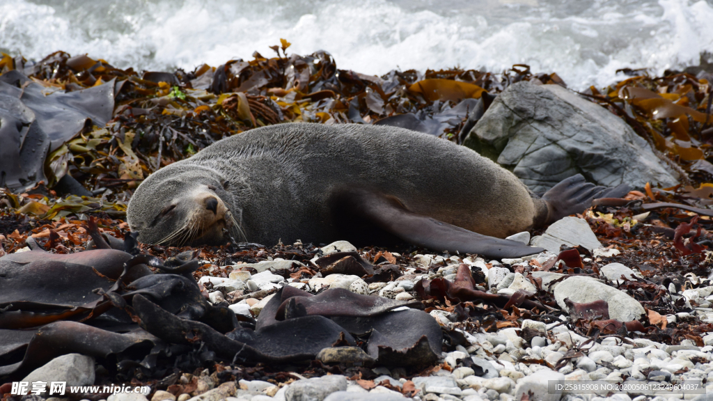 呆萌可爱的海狮图片