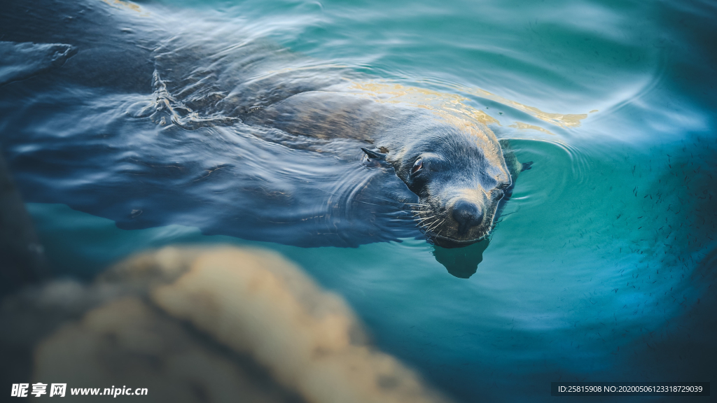 呆萌可爱的海狮图片