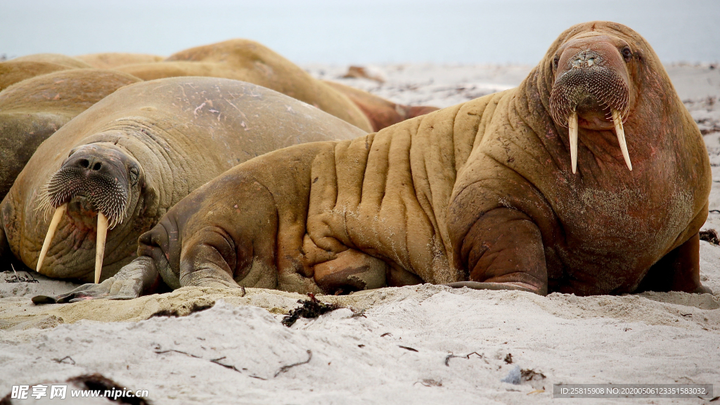 呆萌可爱的海狮图片