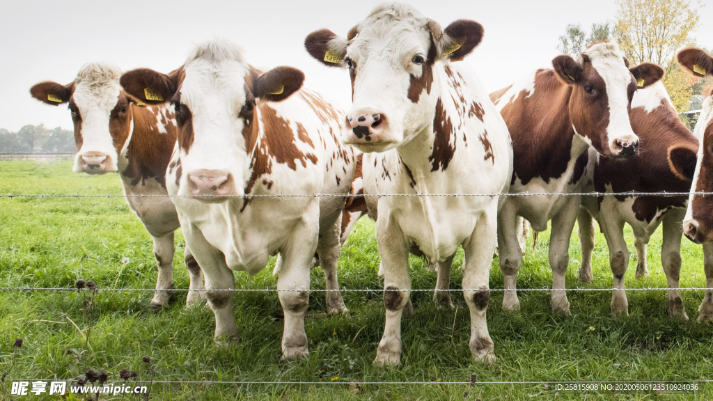 奶牛肉牛养殖图片