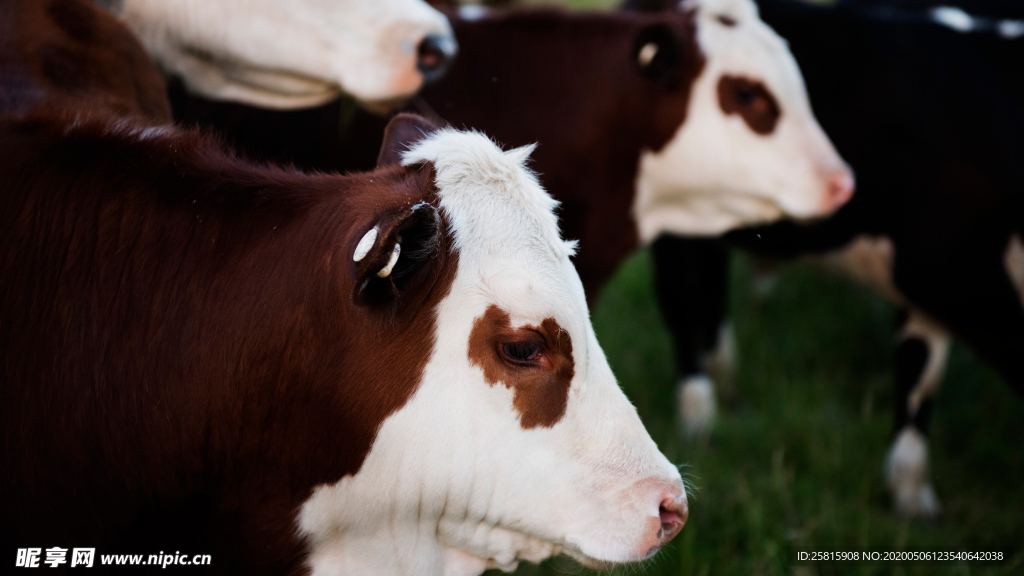 奶牛肉牛养殖图片