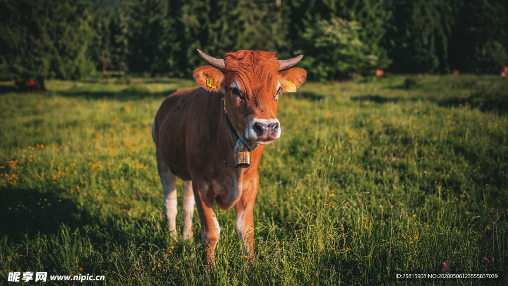奶牛肉牛养殖图片