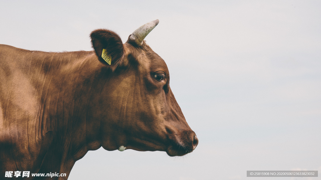 奶牛肉牛养殖图片