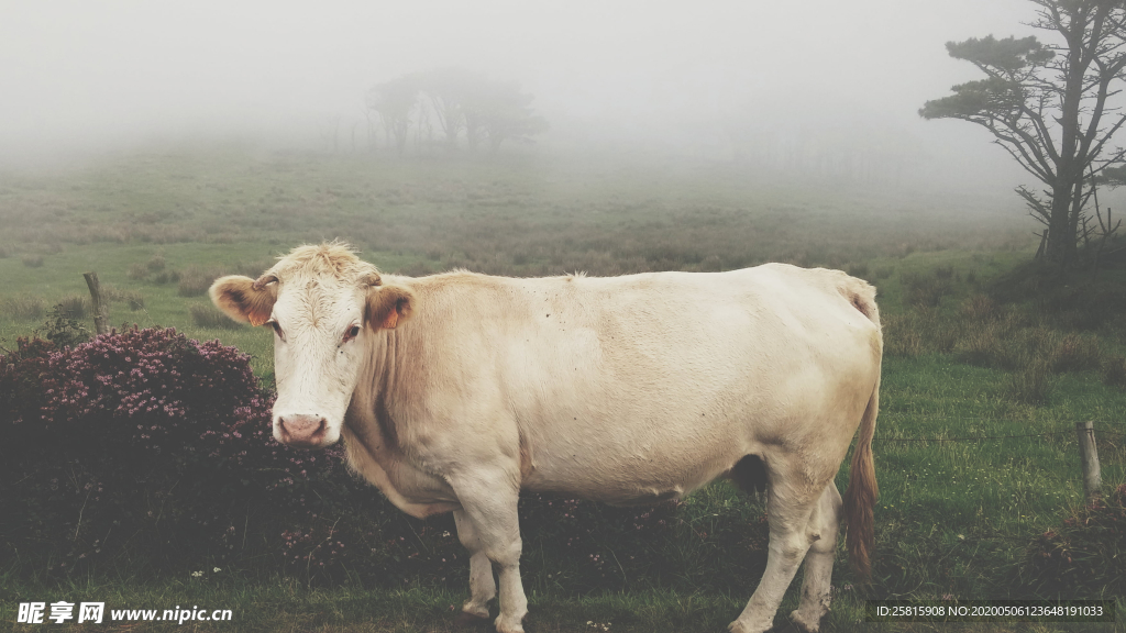 奶牛肉牛养殖图片