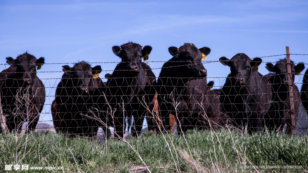 奶牛肉牛养殖图片
