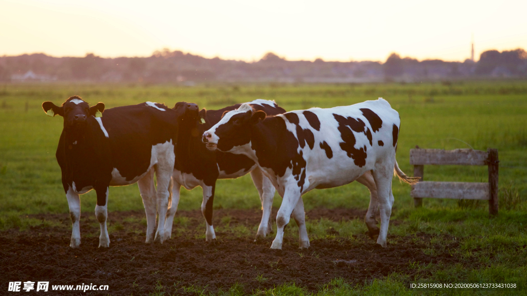 奶牛肉牛养殖图片