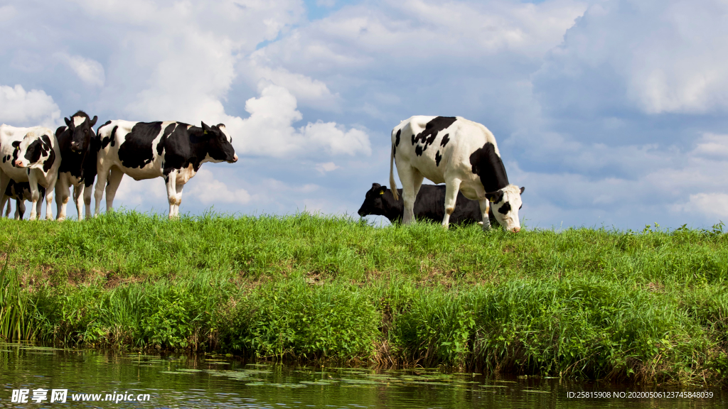 奶牛肉牛养殖图片