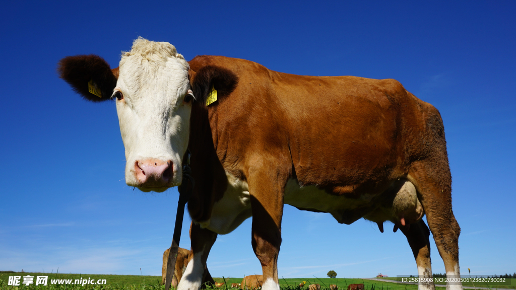 奶牛肉牛养殖图片