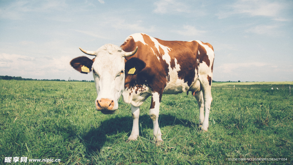 奶牛肉牛养殖图片