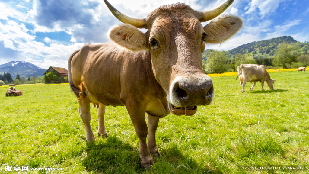 奶牛肉牛养殖图片