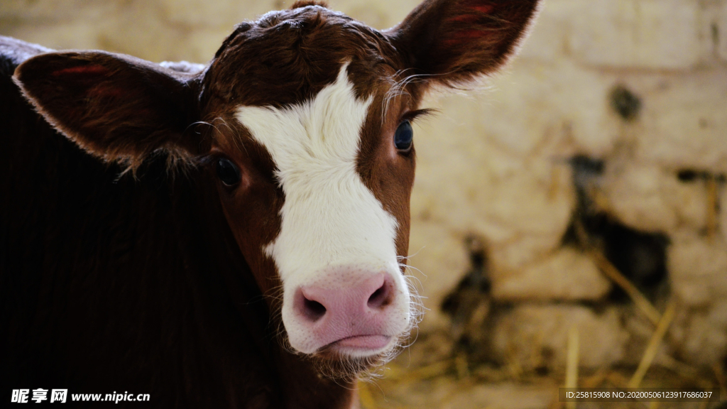 奶牛肉牛养殖图片