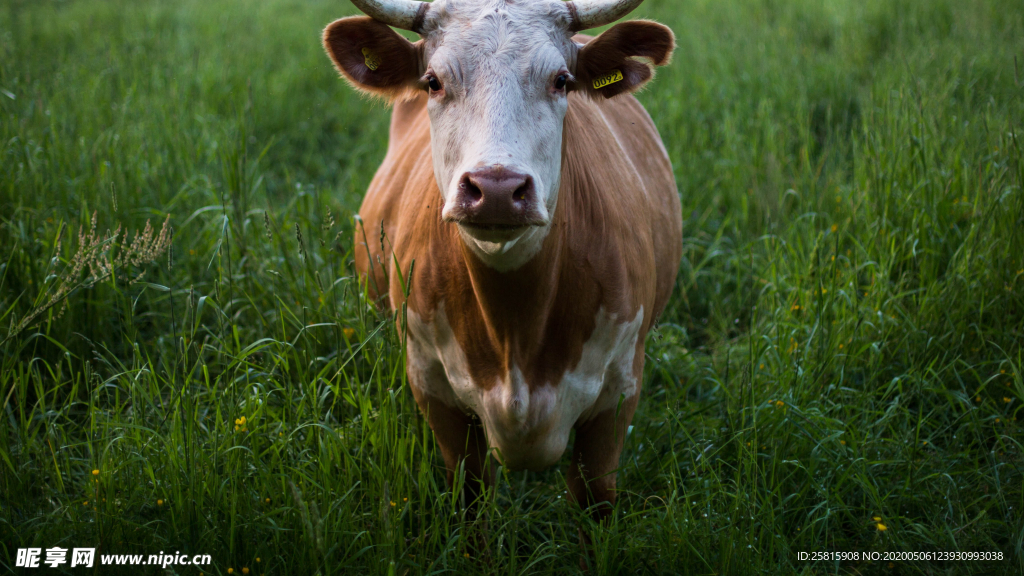 奶牛肉牛养殖图片