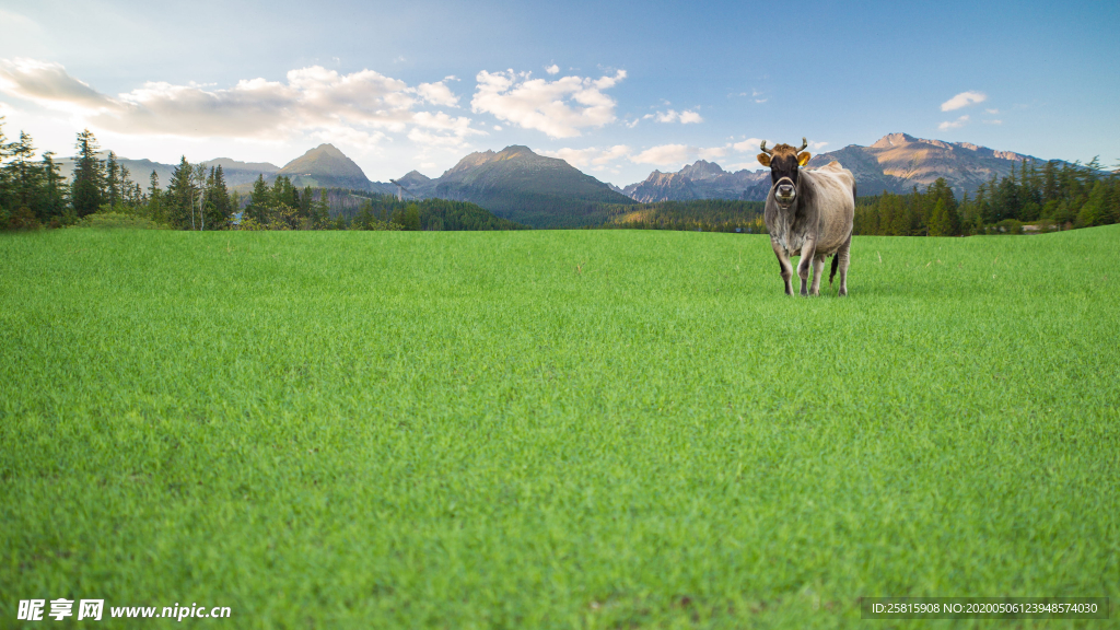 奶牛肉牛养殖图片