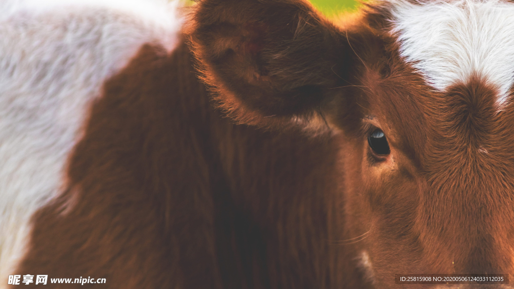 奶牛肉牛养殖图片