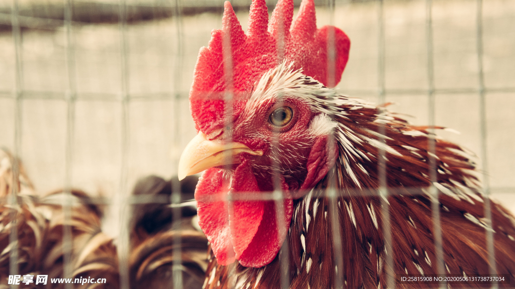 公鸡空山鸟语图片