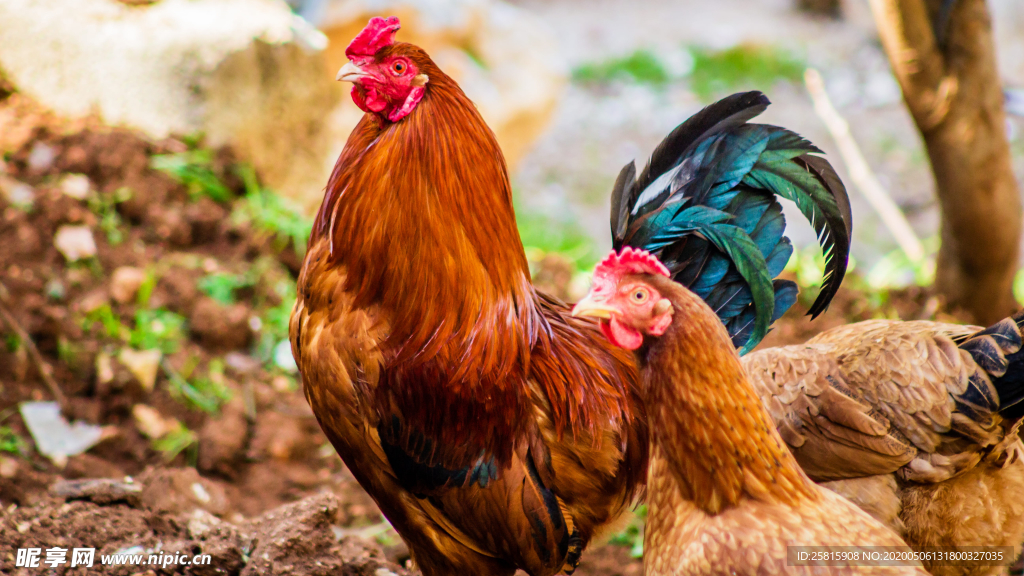 公鸡空山鸟语图片