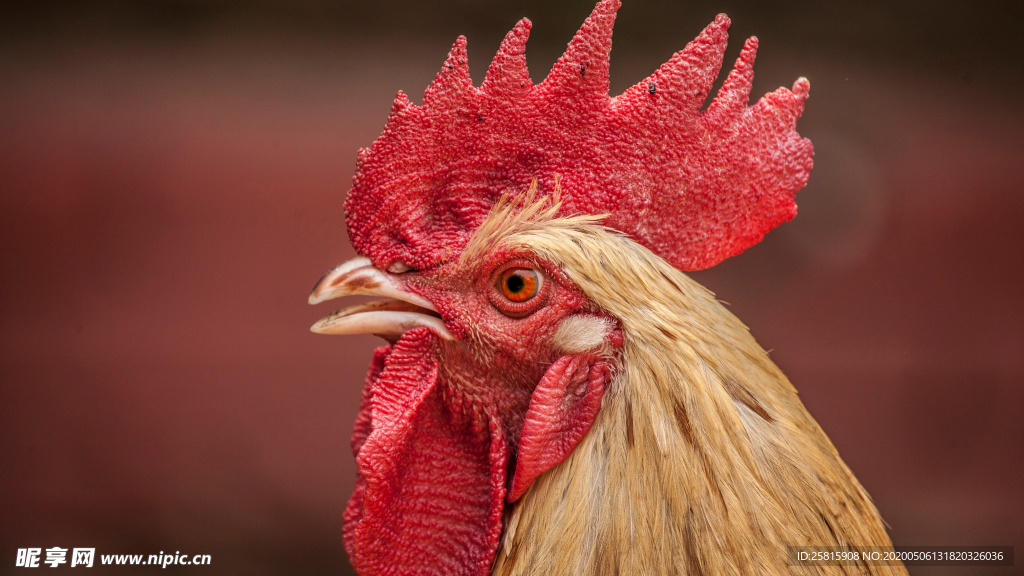 公鸡空山鸟语图片