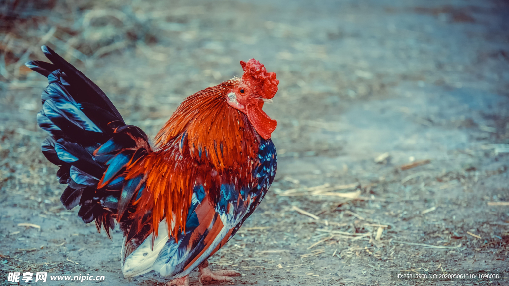 公鸡空山鸟语图片