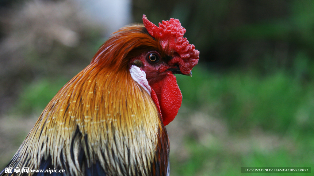 公鸡空山鸟语图片