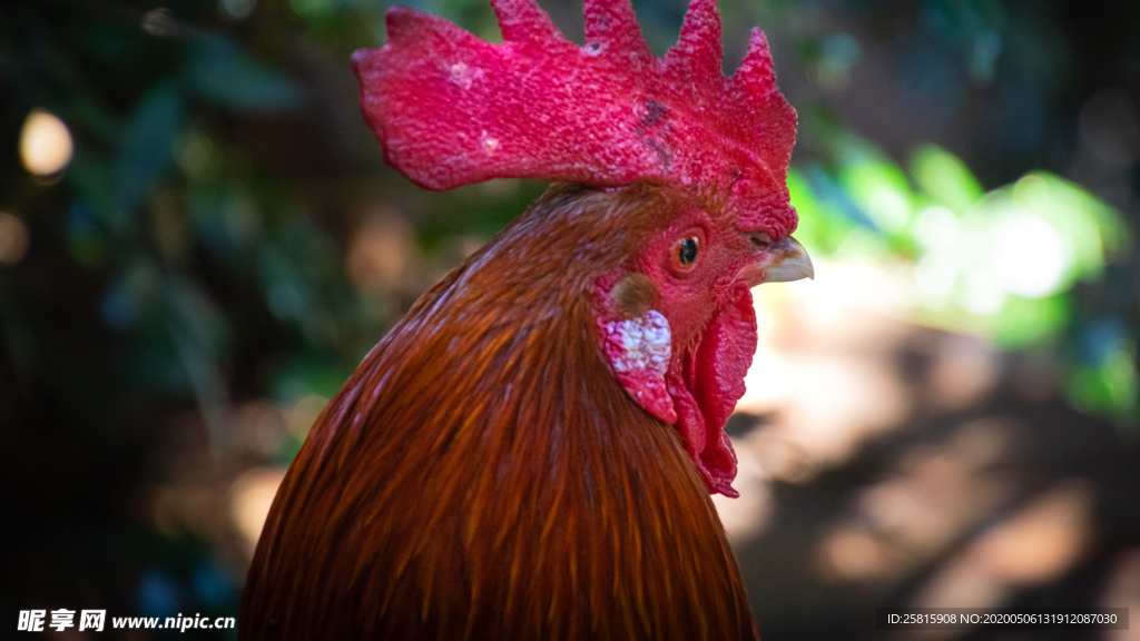 公鸡空山鸟语图片