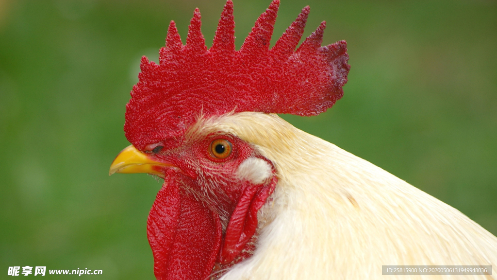 公鸡空山鸟语图片