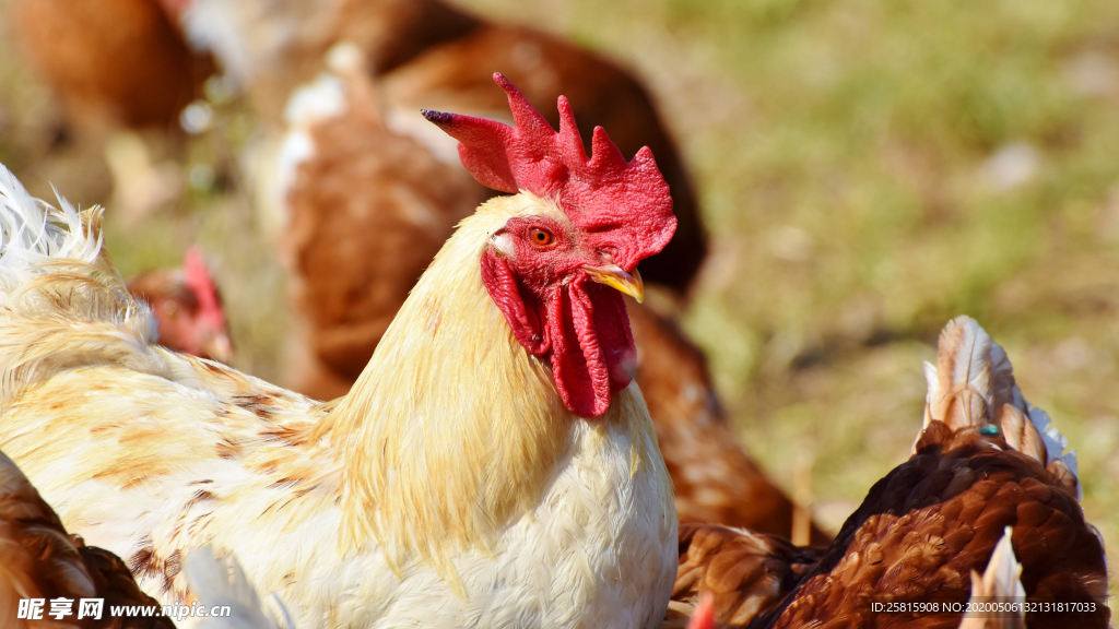 公鸡空山鸟语图片