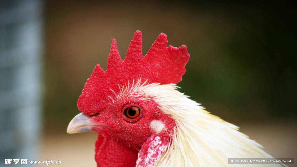 公鸡空山鸟语图片