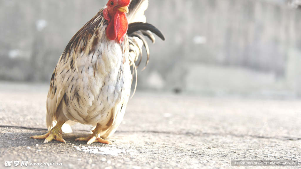 公鸡空山鸟语图片
