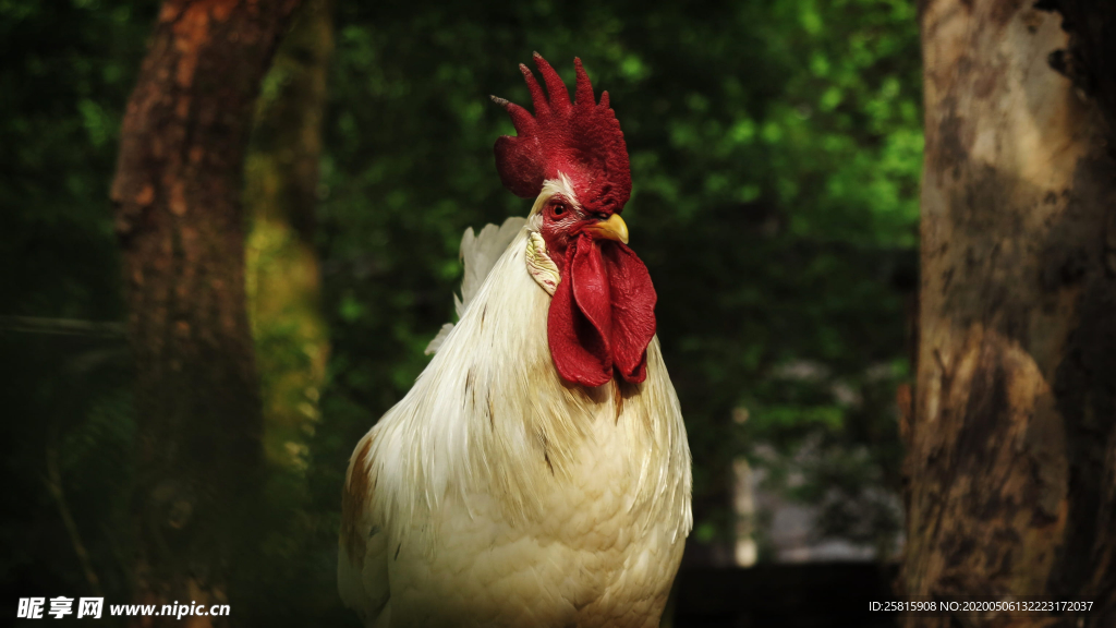 公鸡空山鸟语图片