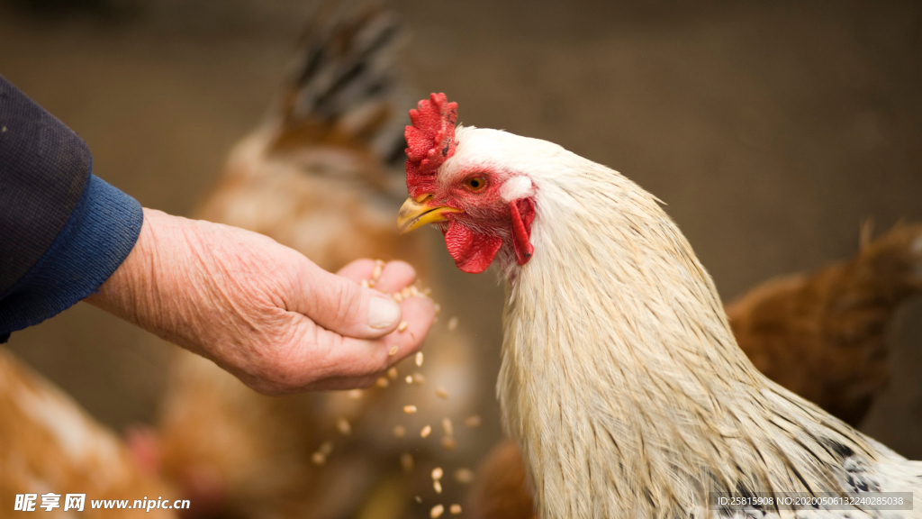 公鸡空山鸟语图片