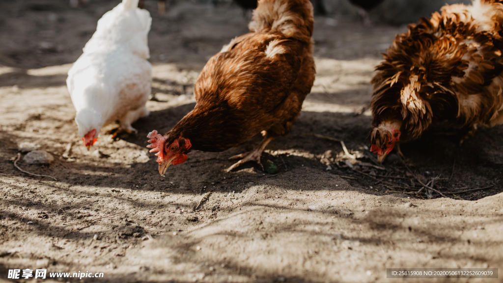 母鸡空山鸟语图片