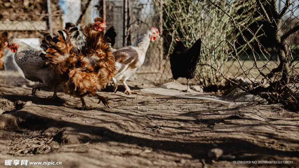 母鸡空山鸟语图片