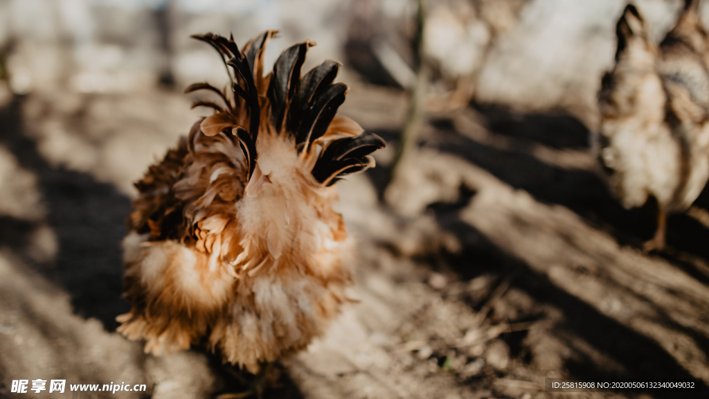 母鸡空山鸟语图片