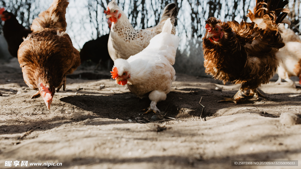 母鸡空山鸟语图片