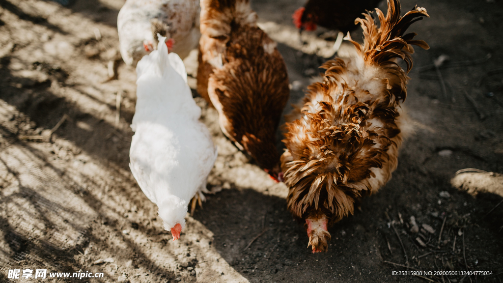 母鸡空山鸟语图片