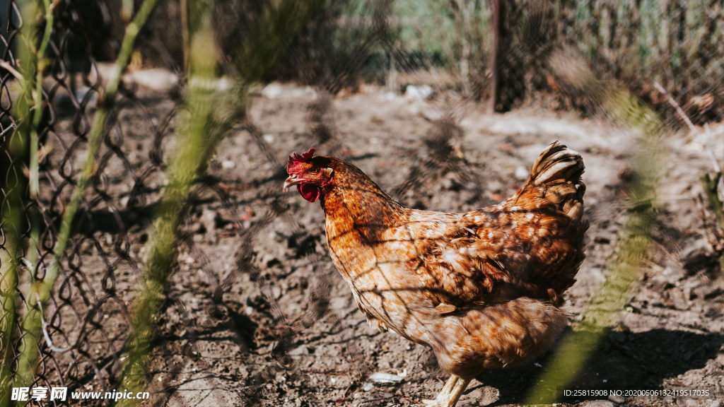 母鸡空山鸟语图片